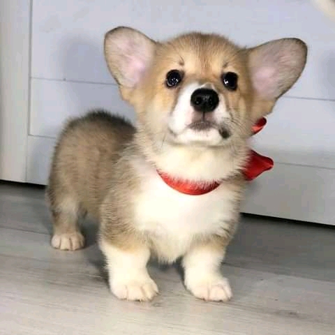 Welsh Pembroke corgi puppies