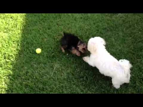 Smart and tellented Maltese puppy