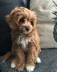 Cavapoo puppies for sale