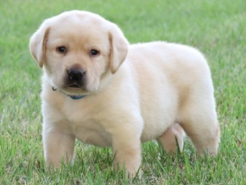 Labrador Retriever Puppies