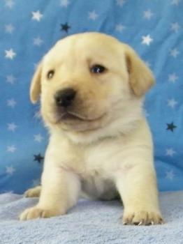 Labrador Retriever Puppies