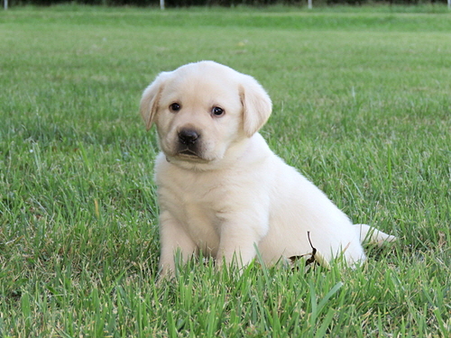 Labrador Retriever Puppies