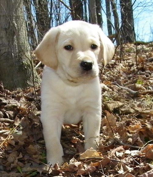 Labrador Retriever Puppies