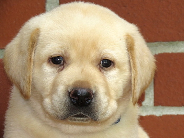 Labrador Retriever Puppies