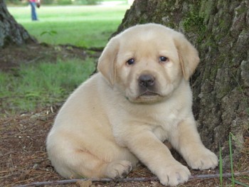 Labrador Retriever Puppies