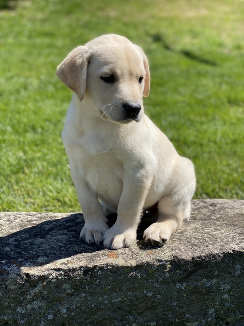 Labrador Retriever Puppies