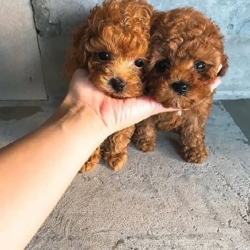 Teacup puppy