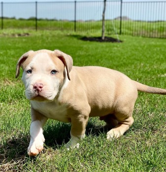 Female Pibull puppy for adoption - 11 we