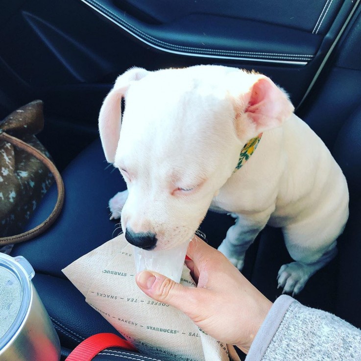 Two Healthy PITBULL Puppies Available