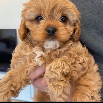 Cavapoo puppy