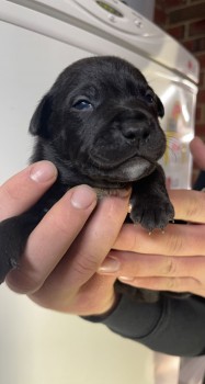 ENGLISH STAFFY PUPS 