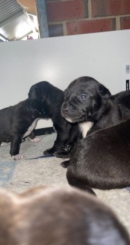 ENGLISH STAFFY PUPS 