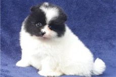  Pomeranian for sale