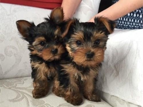 AKC Yorkie Puppies to Loving homes.