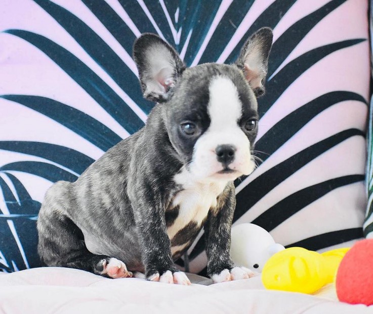 Adorable French Bulldog Puppies for Sale