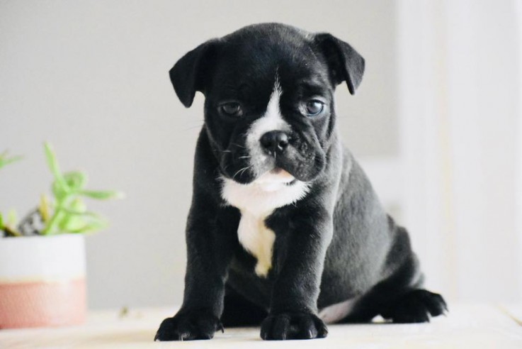 Adorable French Bulldog Puppies for Sale