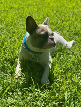 Adorable French Bulldog Puppies for Sale