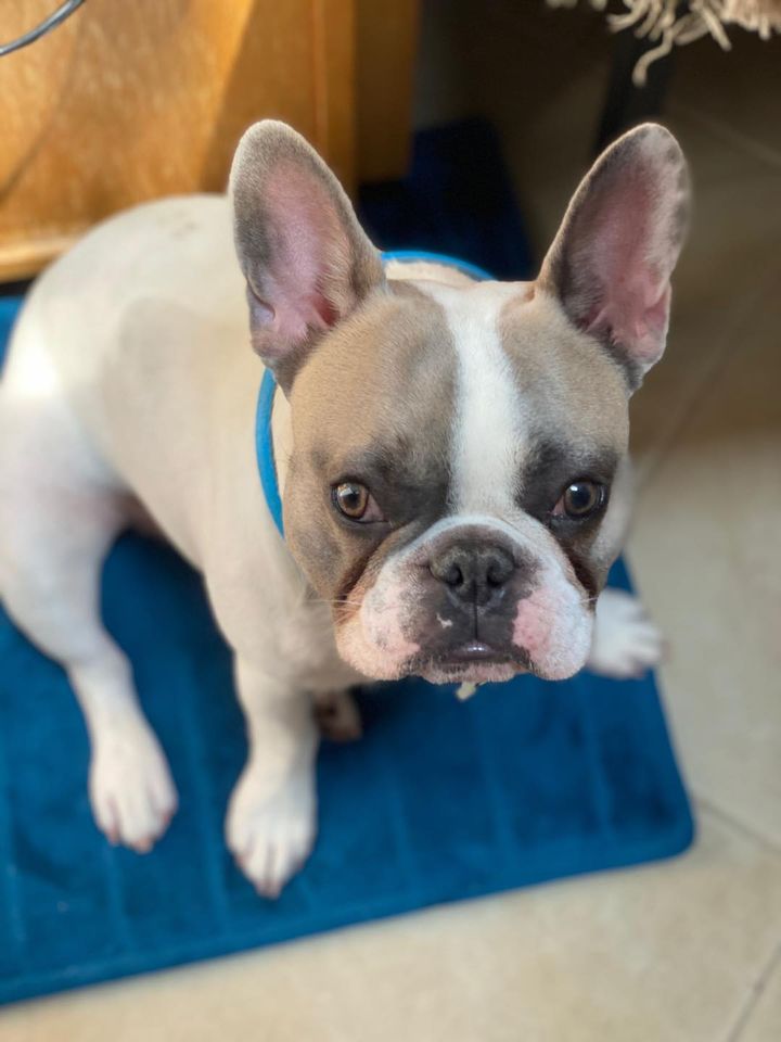 Adorable French Bulldog Puppies for Sale