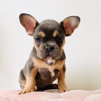 French Bulldog Puppies for Sale