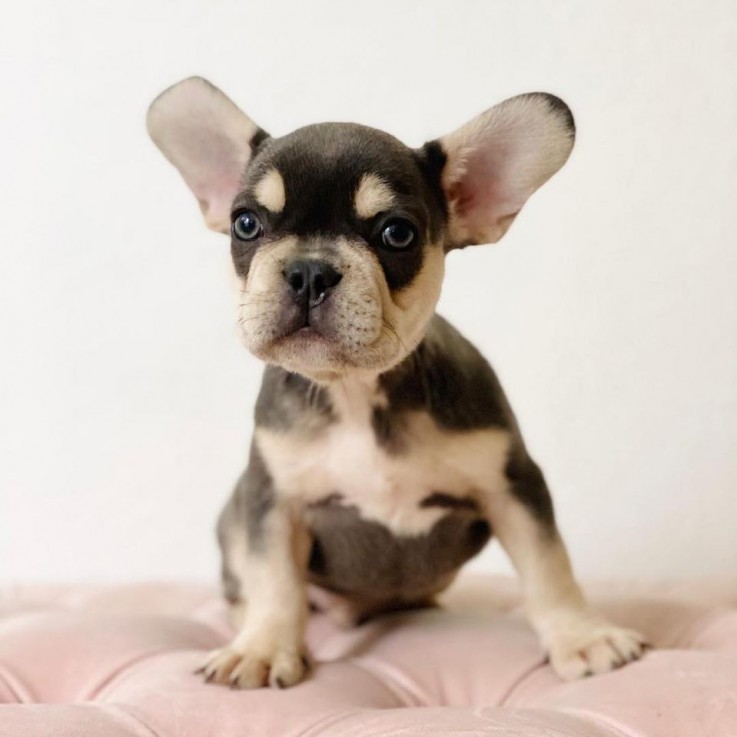 French Bulldog Puppies for Sale