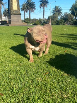 American pocket bully