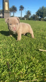 American pocket bully