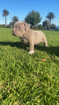 American pocket bully