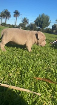 American pocket bully