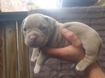 American pocket bully