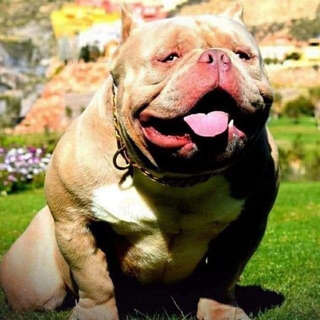 American pocket bully