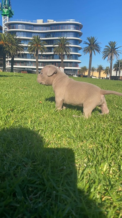 American pocket bully