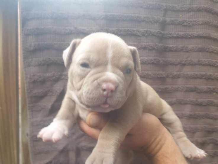 American pocket bully