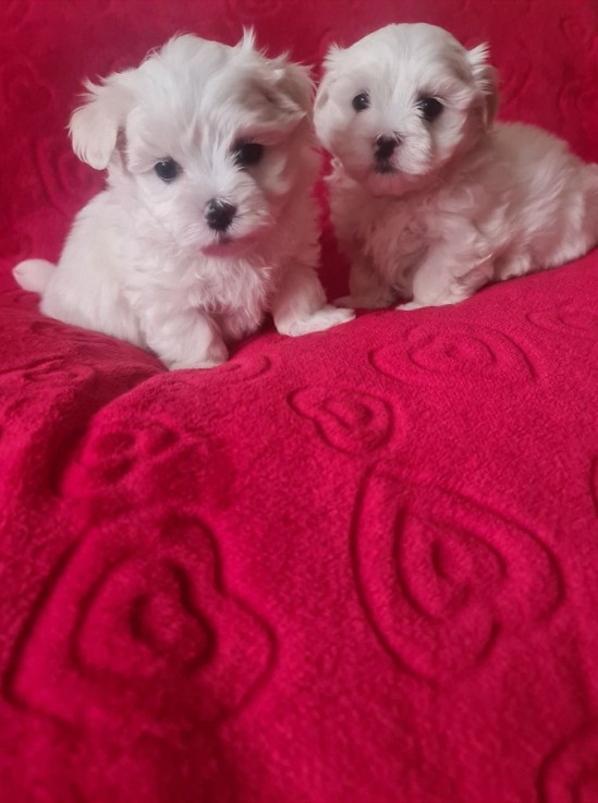 Beautiful Maltese puppies 