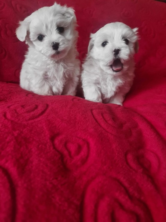 Beautiful Maltese puppies 