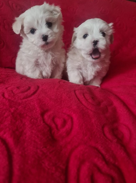 Beautiful Maltese puppies 