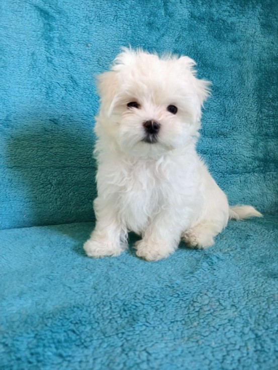 Maltese Puppies 