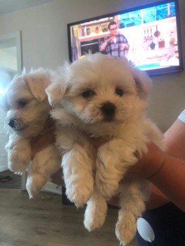 Maltese Puppies 