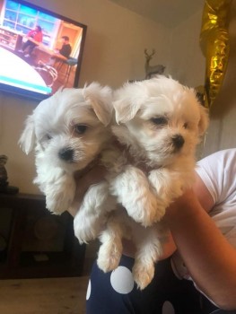 Maltese Puppies 