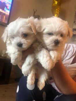 Maltese Puppies 