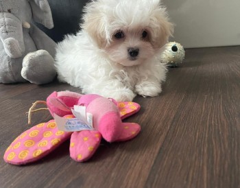 Maltese Puppies 