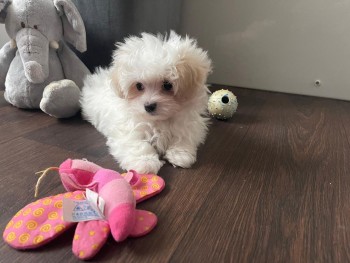 Maltese Puppies 