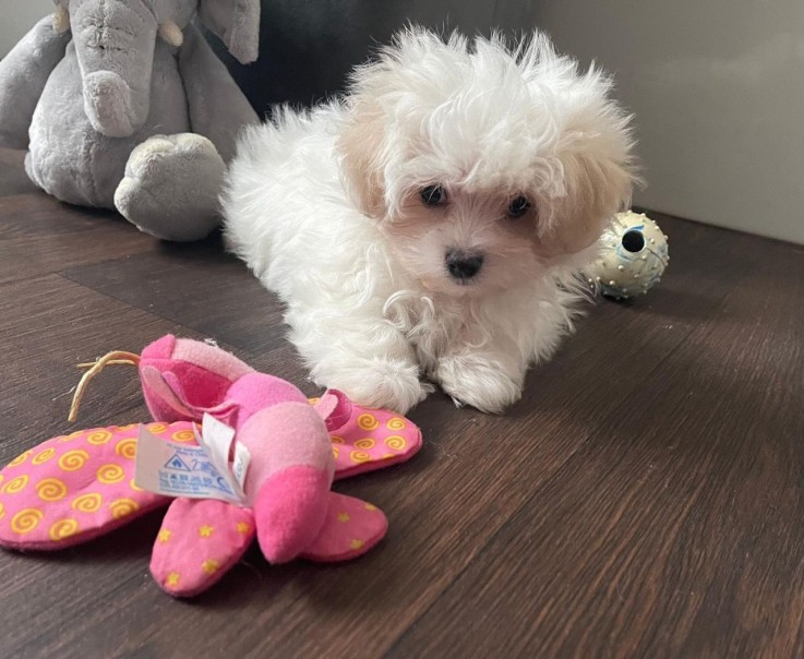 Maltese Puppies 