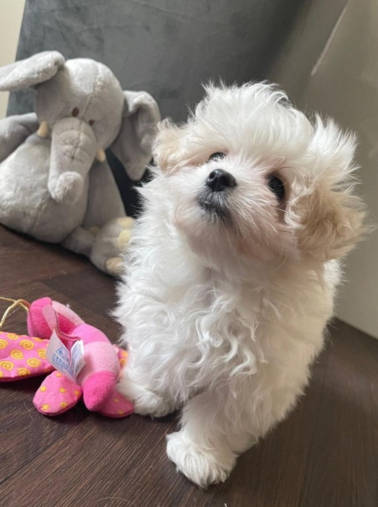 Maltese Puppies 