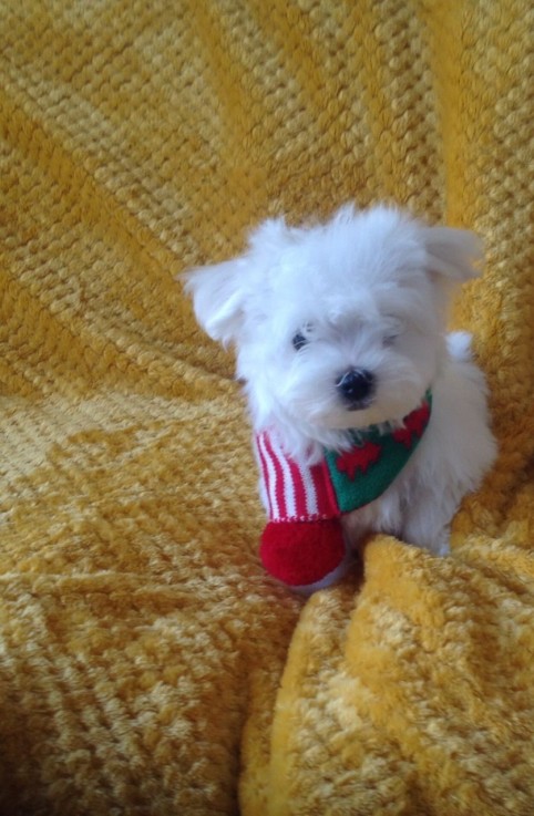 Maltese Puppies 