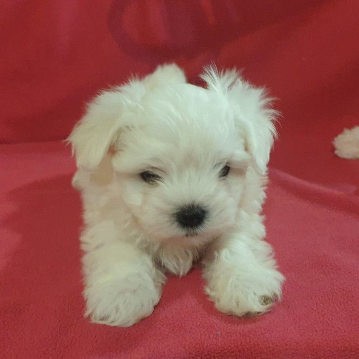 Maltese Puppies 