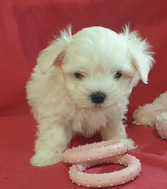 Maltese Puppies 