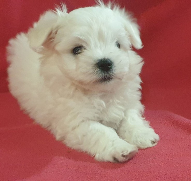 Maltese Puppies 