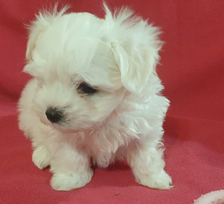 Maltese Puppies 