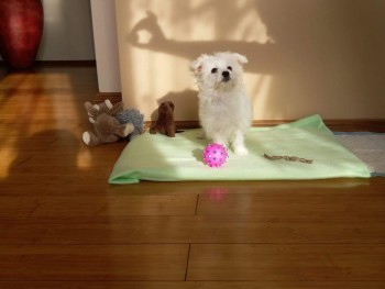 Cute Male and Female Maltese Puppies 