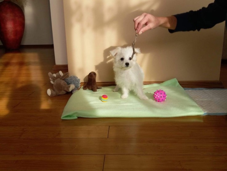 Cute Male and Female Maltese Puppies 